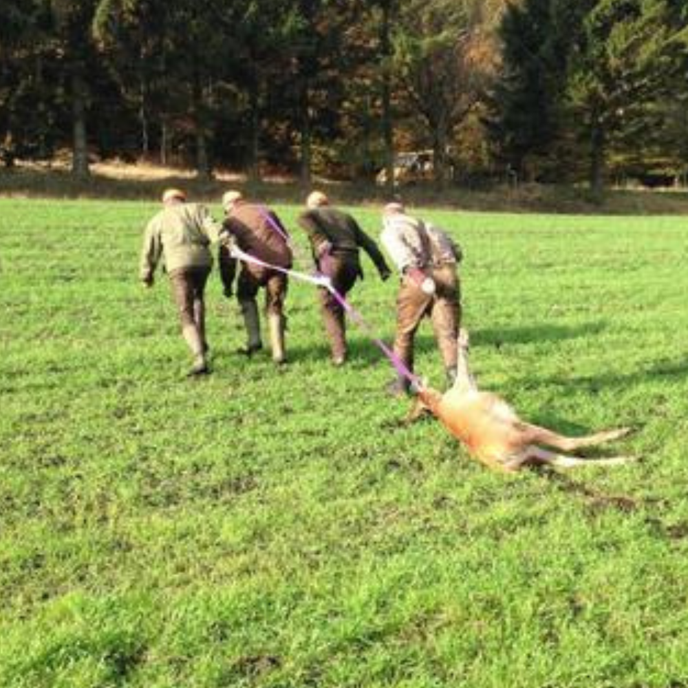 Bugseringsstrop til vildt